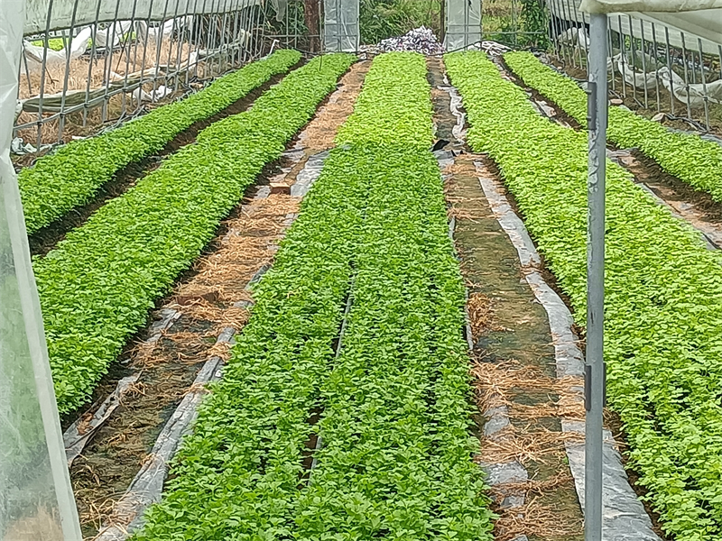大棚蔬菜