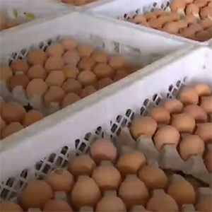  龙门鲜鸡蛋